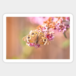 Common Buckeye Butterfly Sticker